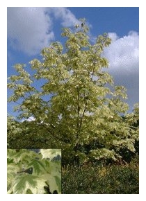 ACER platanoides 'Drummondii'